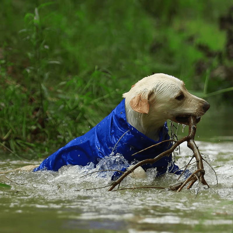 PluiePaw - Manteau Imperméable Réfléchissant pour Chien, Combinaison à Capuche Fermeture Éclair - Rynova